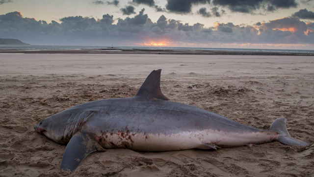 男子走到搁浅鲨鱼旁拍摄 鲨鱼反应出乎意料