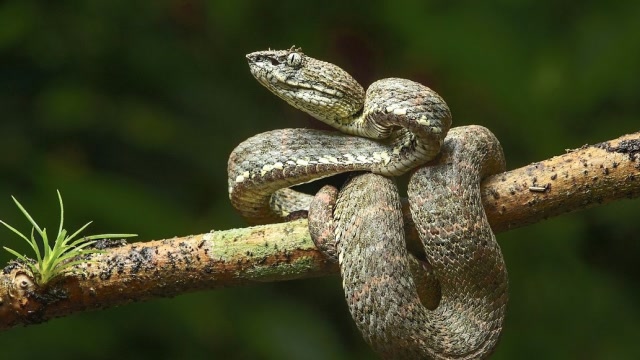 十二星座变成蛇,谁最可怕?