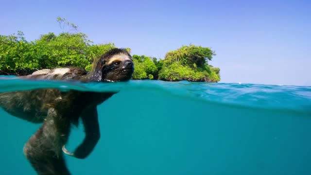 地球脉动:小树懒在清澈的小河游泳,很可爱啊