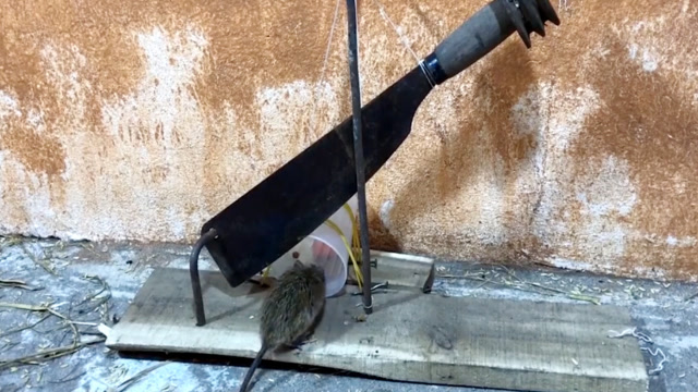 牛人用匕首自制"断头台"捕鼠器,老鼠还能逃脱吗?网友:心惊肉跳!