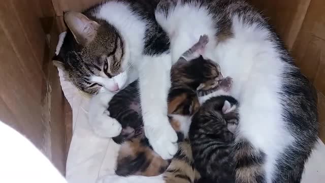 猫妈妈给小猫咪喂奶,小猫咪一吸一吸的好可爱!