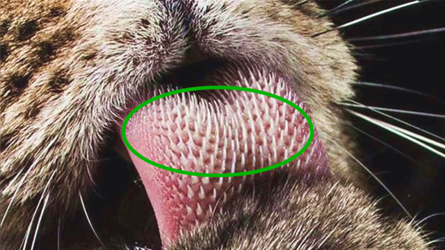 被老虎舔一口,会有什么严重的后果?看完心里直发毛!