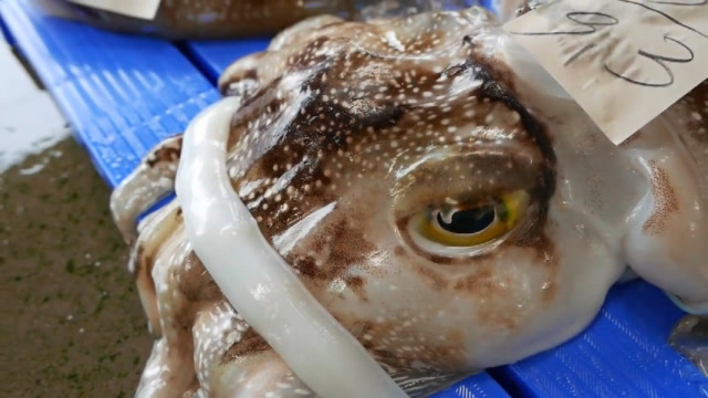 巨大活乌贼,抛开后肉质雪白细腻,网友:一般人表示吃不起