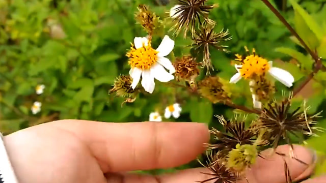 农村一种"粘人草"浑身是刺惹人厌,近几年才发现它"神奇"