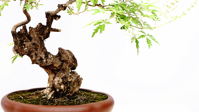 阳台小盆景 第109期 黄荆花开清香来