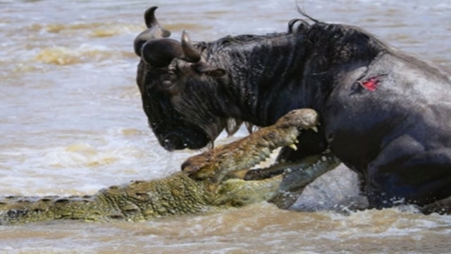 鳄鱼一口咬住角马,将其拖进水中奋战30分钟,镜头记录奇迹瞬间