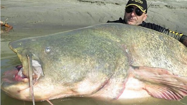 在恒河抓出一条巨型鲶鱼,巨大而凶猛