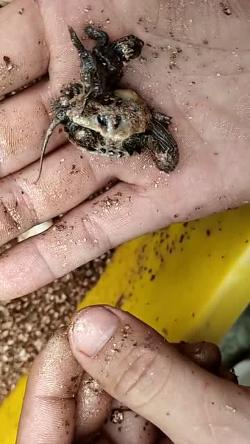 龙凤胎的乌龟宝宝,还真是让人大开眼界.