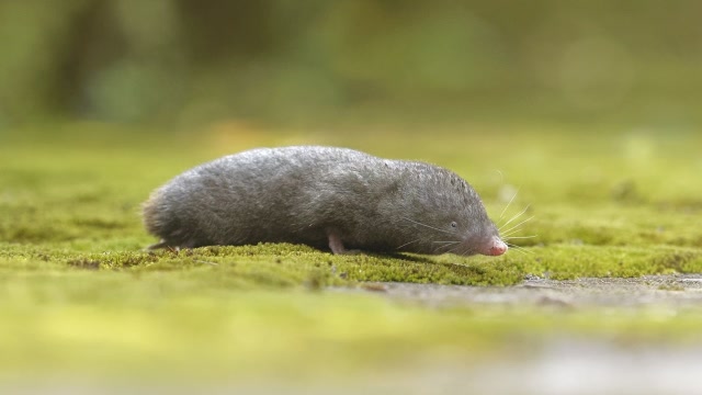 天下第一野味,当地农民都叫它瞎子狗,骨头价值堪比虎骨