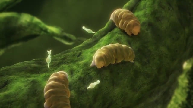 简直厉害!"杀不死"的水熊虫,世界上完全没有天敌!