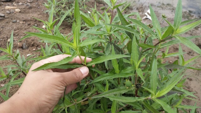 农村河边一种野草,对治疗牙痛,烫伤效果不错,认识一下吧!
