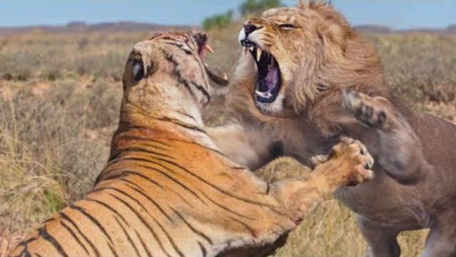 老虎和狮子打架,为何欧美人都觉得狮子会赢?事实却超乎想象!