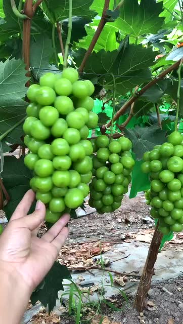 云南宾川香印阳光玫瑰葡萄