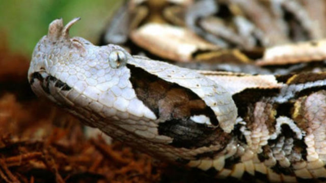 世界最胖的毒蛇, 行走方式匪夷所思, 挑衅它的动物都要吃苦!