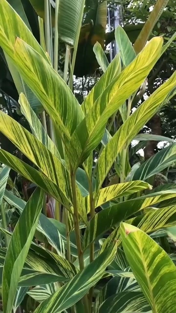 叶子漂亮,开花又香的一种生姜