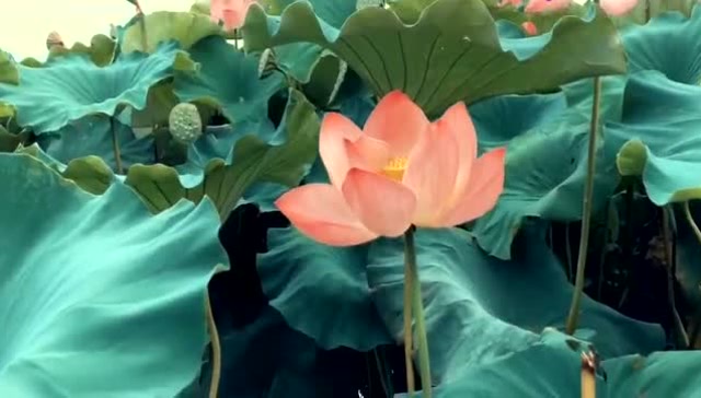 带大家感受一下"云梦莲花坞"的真实美景