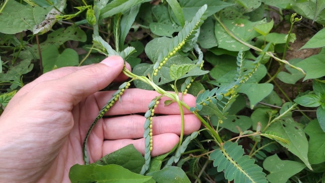 农民眼中的"阴阳草",全草好处多多,遇见请不要错过