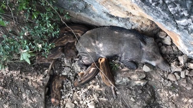 一窝野猪正在睡觉,如果点一串鞭炮丢下去,野猪立马变身猪刚鬣