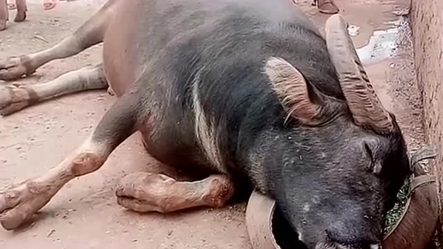 老牛就是会享受,躺地上就睡觉,网友:混的不如猪!