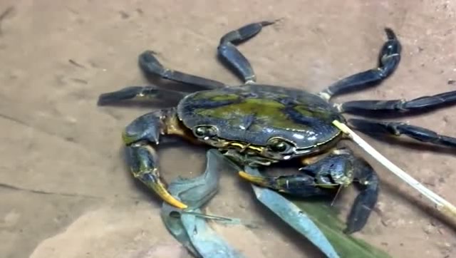 农村小伙在大山里发现了一只大螃蟹吃竹叶,这绝对是纯野生螃蟹!