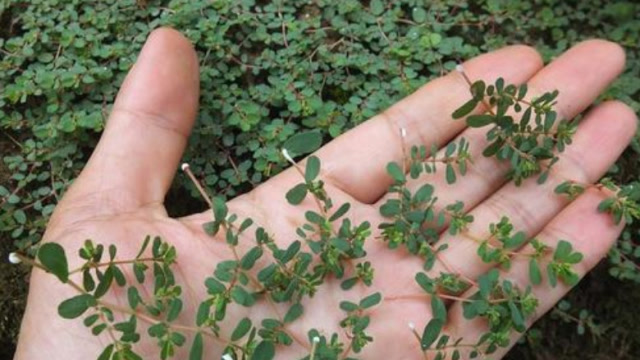 在农村常见的卧蛋草,听说是一味珍贵药材,到底是真的吗?