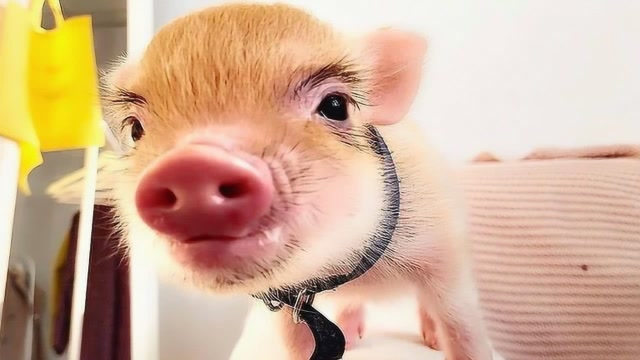 猪界"颜值担当"! 浓浓的眉毛充满喜感,网友:真眉清目秀