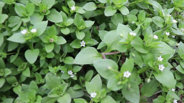 鹅肠菜,是一种很常见的野菜,做汤喝味道香极了