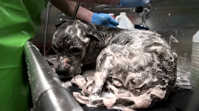身上长满寄生虫的流浪狗,救它时完全不反抗