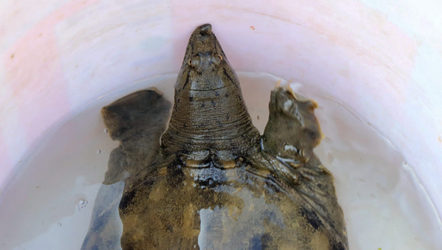 第一次见到梅花鳖,卖家说是纯野生的,不知真假