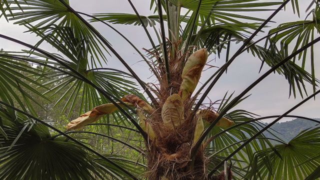 城里卖三四十块一斤的棕包,在农村两颗树上搞了十几斤,发财了