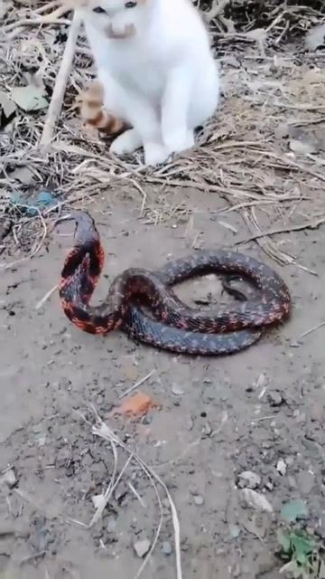 这蛇在我们地方叫喷鸡蛇,只要它一喷必在3分钟内完蛋