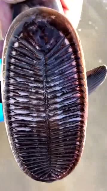 这就是吸盘鱼,专门吸轮船的,是不是很可怕啊?