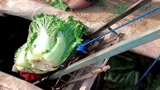 来自农村人的智慧,把大白菜放进地窖里,放半年都不会坏!