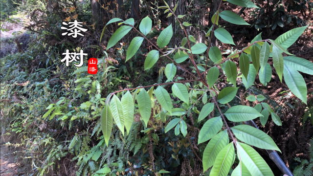 "漆树"这种植物太厉害,很多农村人要躲着它,却不知其有很好用途