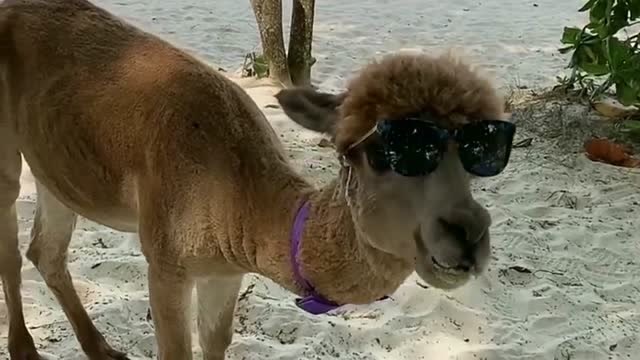 这只羊驼可是这里的吉祥物,看着带着墨镜的样子真是又帅又萌,想去揉它