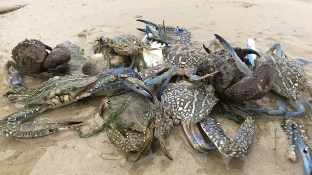 大退潮兴哥又来赶海发财了,一路上抓海鲜就像捡钱一样,太过瘾了