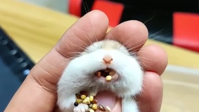 我看着你我家仓鼠嘴巴鼓鼓的,我刚把它抓起来了,就给了我一嘴的坚果!