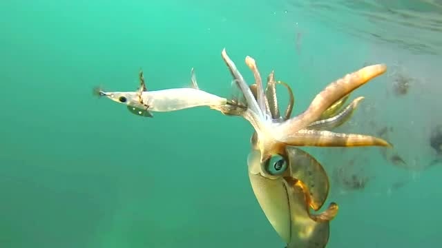 看看鱿鱼是怎么捕食的,放墨水使它更加强大