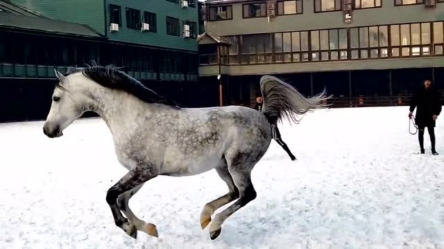 野马脱缰的过程,这才是马的野性,不向人类屈服的精神令人敬佩!