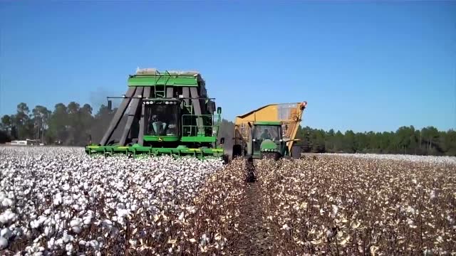 美国农场超大型棉花收割机,巨无霸一天可以收多少吨棉花