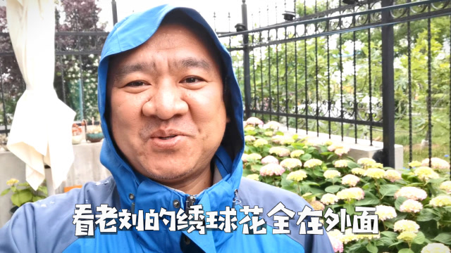 绣球开花后能淋雨吗?下雨啦,看老刘在院子里做了些什么?