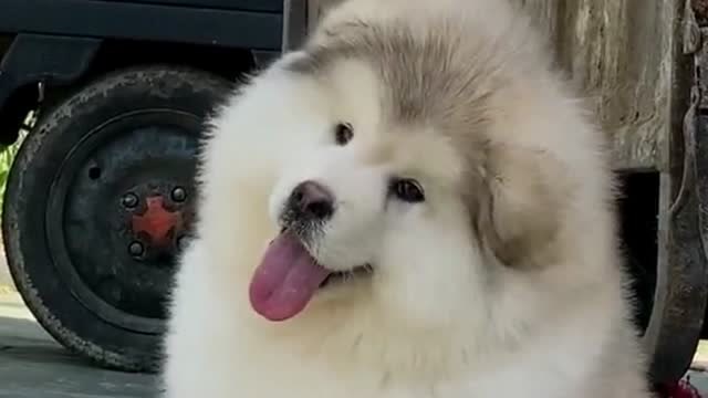 妈妈你看看我会摇摇头,摇头晃脑的样子是不是很可爱,就问你萌不萌?