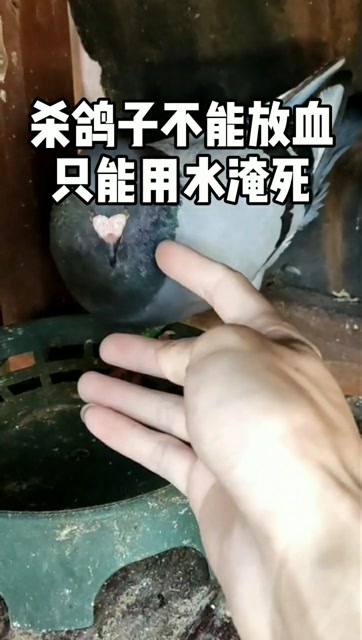 为何杀鸽子不能放血,只能用水淹死?