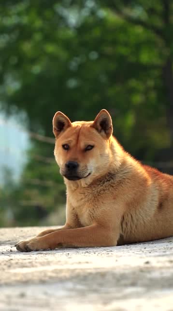 养了七年的中华田园犬,忠心护主,身材魁梧霸气侧漏!