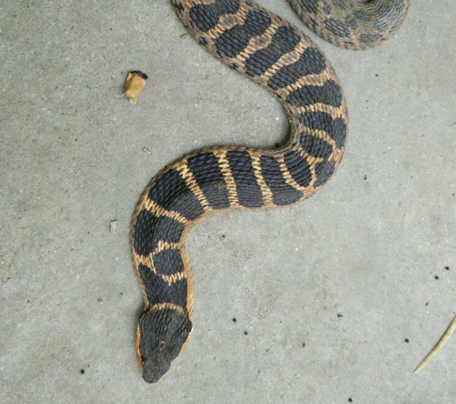 难道墨蛇是毒蛇的克星?