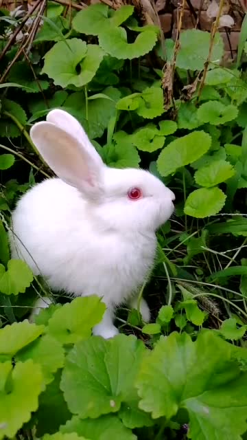 红眼睛的兔子也太萌了,毛茸茸的还蹦来蹦去的