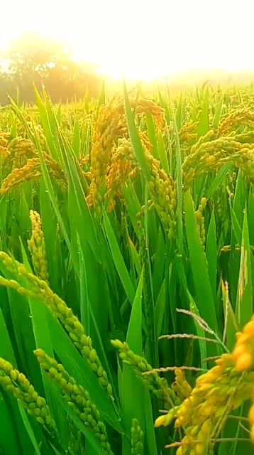 秋天,稻田里的禾苗成熟了,田野遍地一片金黄江南水乡