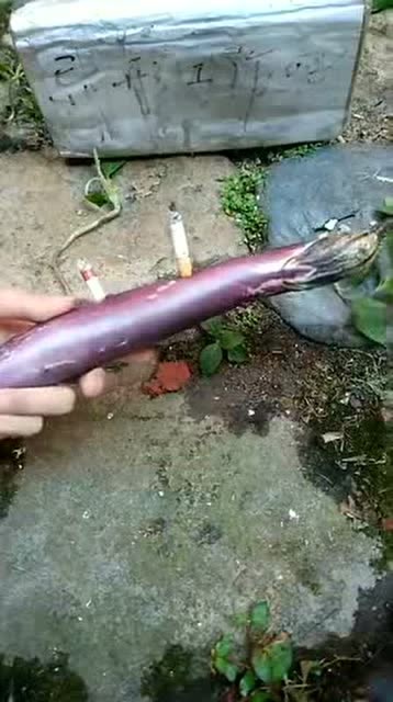 这就是抽烟的危害,茄子掰开的那一刻,看完你还敢抽吗