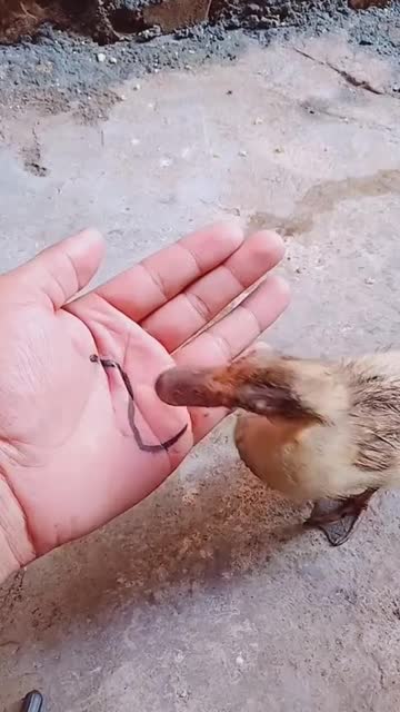 主人在手上画了只蚯蚓!鸭子看到后直接上来就吃!