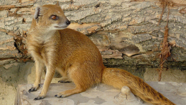 为什么老人常说黄鼠狼不能杀?科学家做出解释,这并非迷信